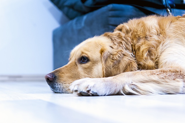 El Seguro de Hogar cubre a las mascotas de la casa