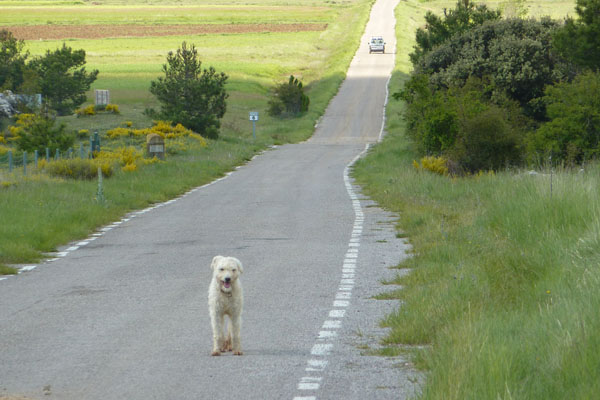 Al volante ten cuidado con los jabalíes y los perros