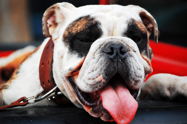 ¿Debo asegurar a mi perro?