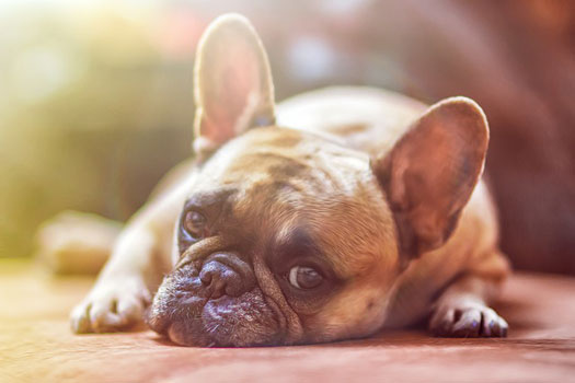 Los Seguros para Perros atienden cerca de 16.000 siniestros al año