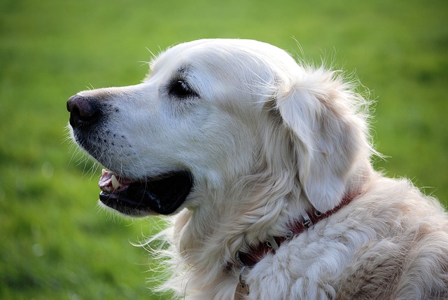 ¿Qué Seguros para Mascotas puedo contratar?
